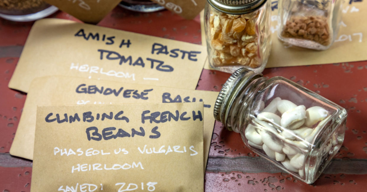 Saving seeds is the thrifty way to garden.