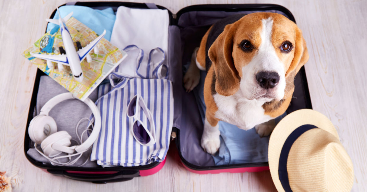 Don't leave pets behind when you go on vacation.