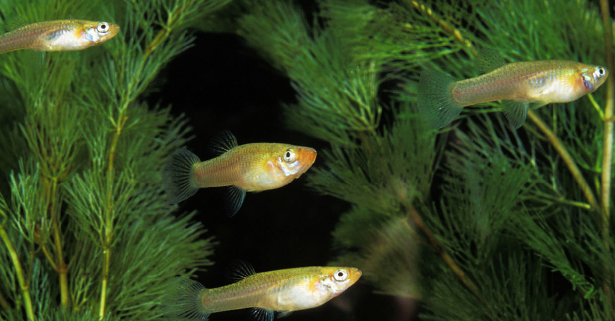 Mosquito fish swimming underwater.