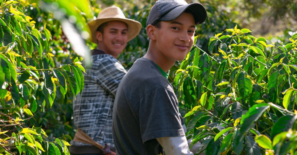 Farmers harvesting coffee.