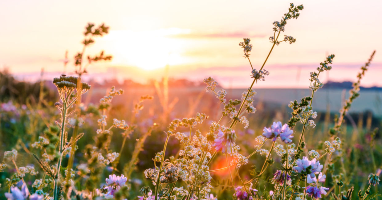 Wildflowers in a meadow at sunset.