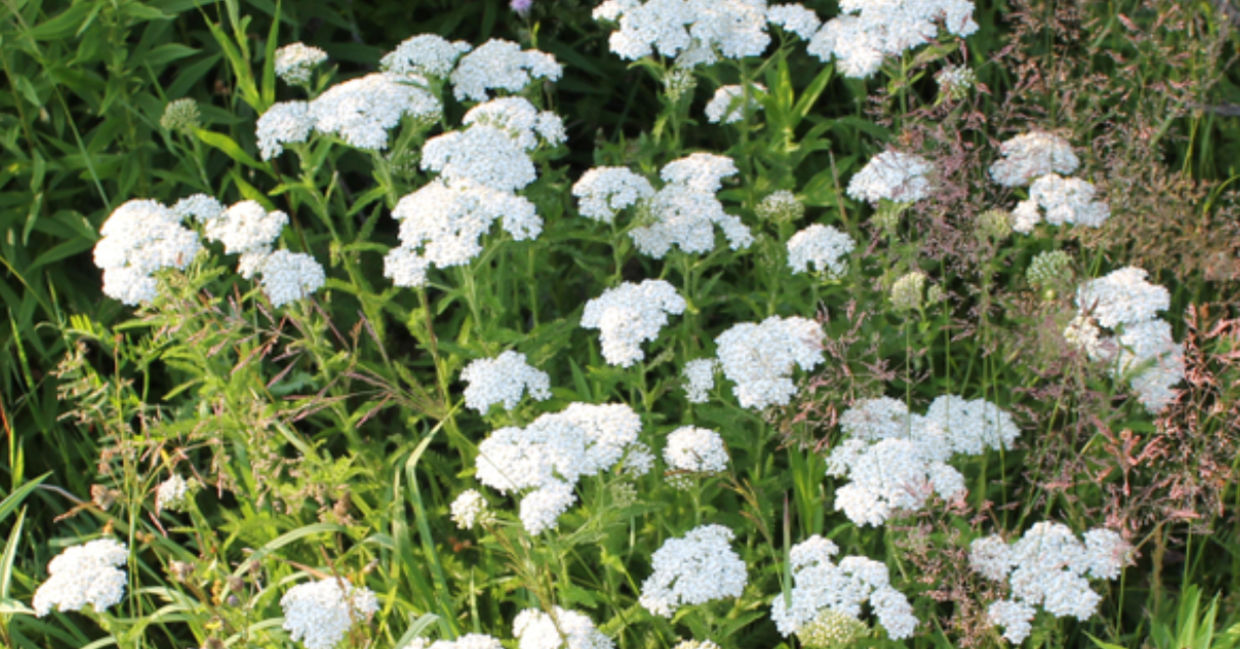 Yarrow growing wild in a field.