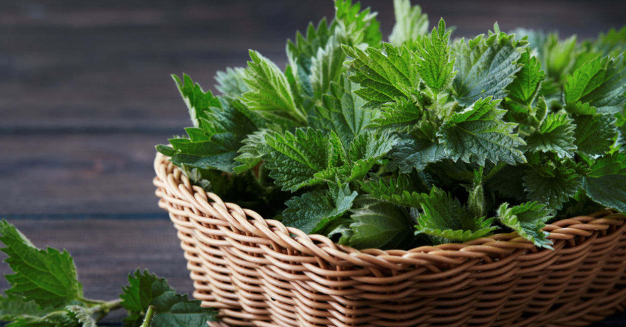 A basket of freshly picked stinging nettle.