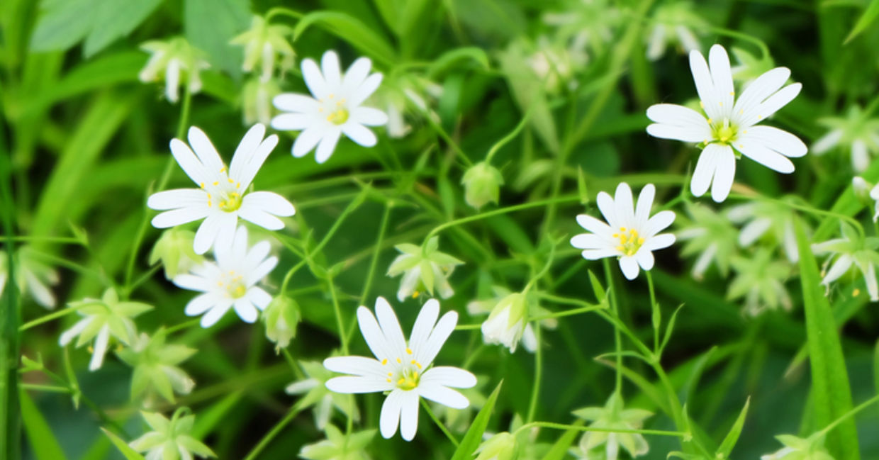 Chickweed growing in a forest.