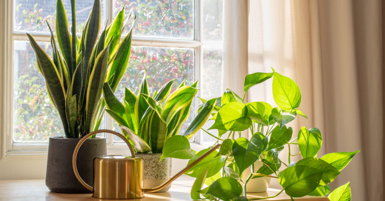 A sansevieria trifasciata snake plant in the window of a modern home.