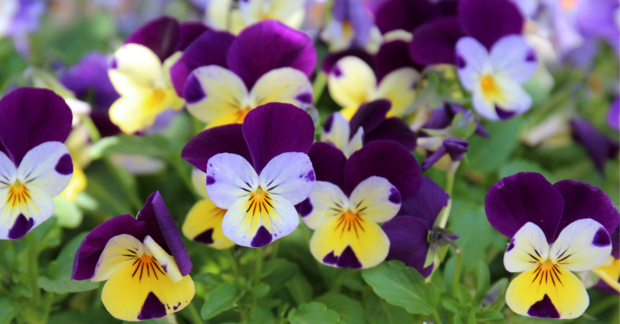 Pansies in the garden.