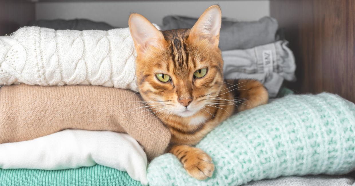 Fold your sweaters and store them in your closet.