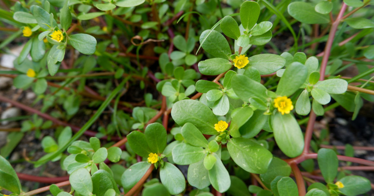 This common weed could be the solution to climate change.