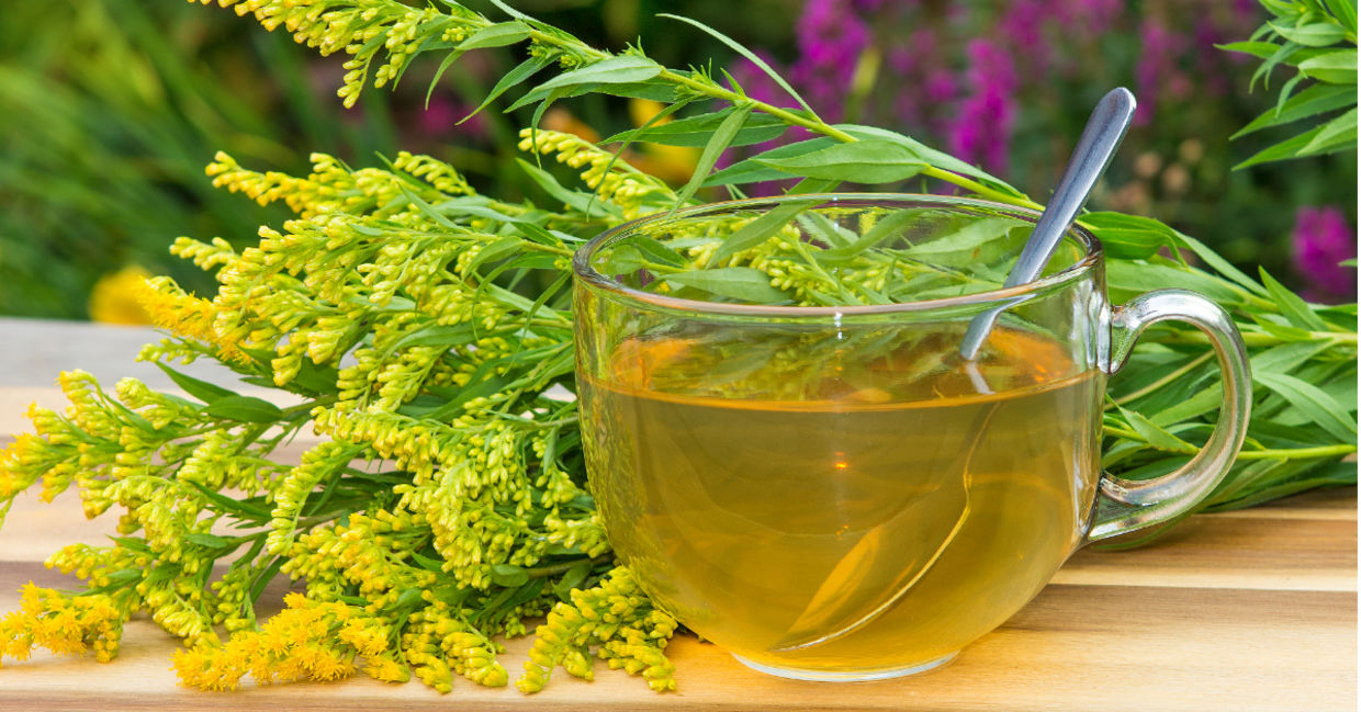 Brew some goldenrod tea for health benefits.