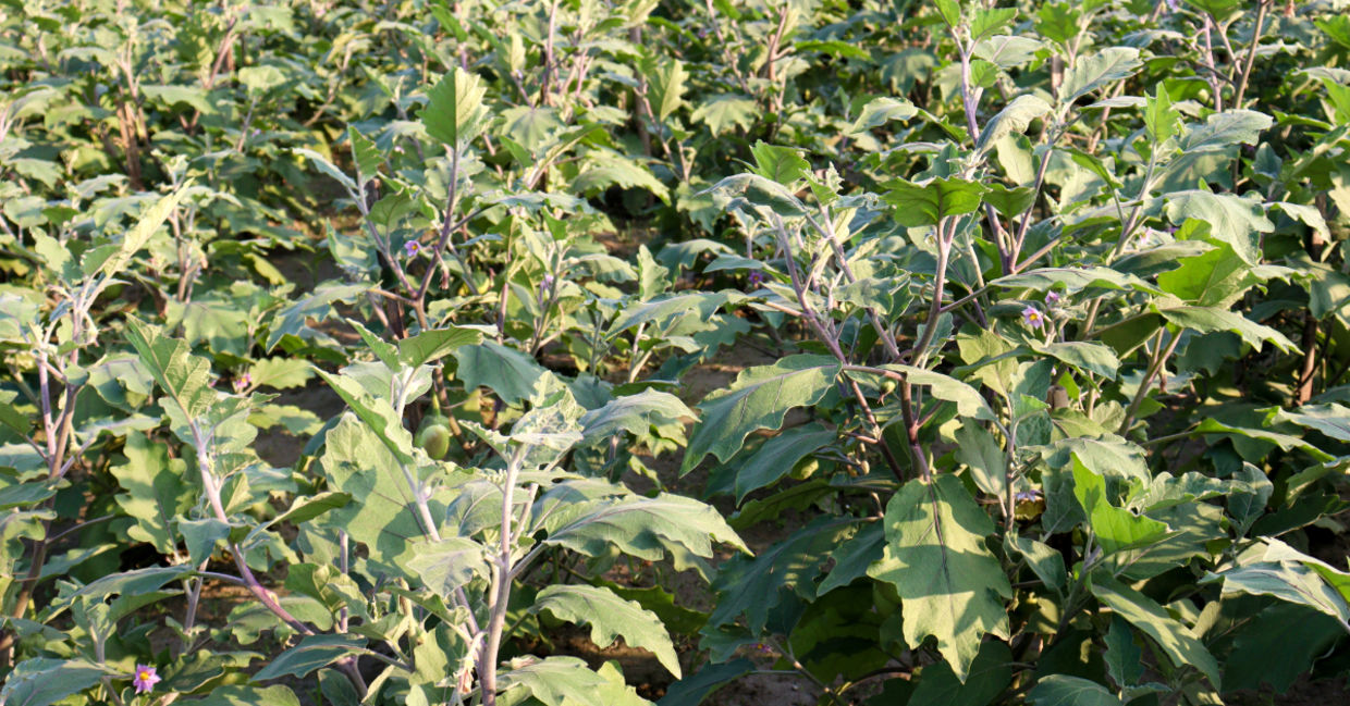 Planting vegetables.