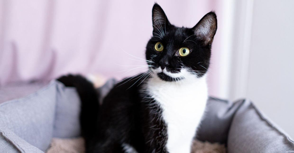 Find your purrfect match at the cat cafe.