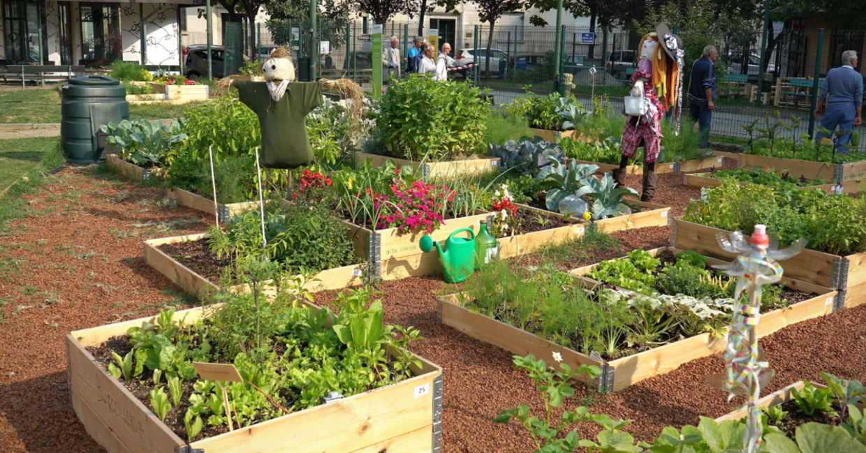 A community garden.