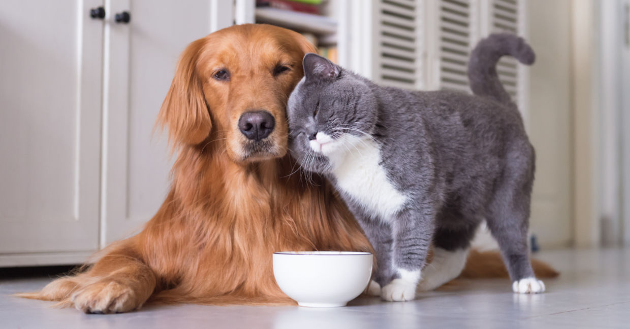 There's a lot to be learned from your pets.