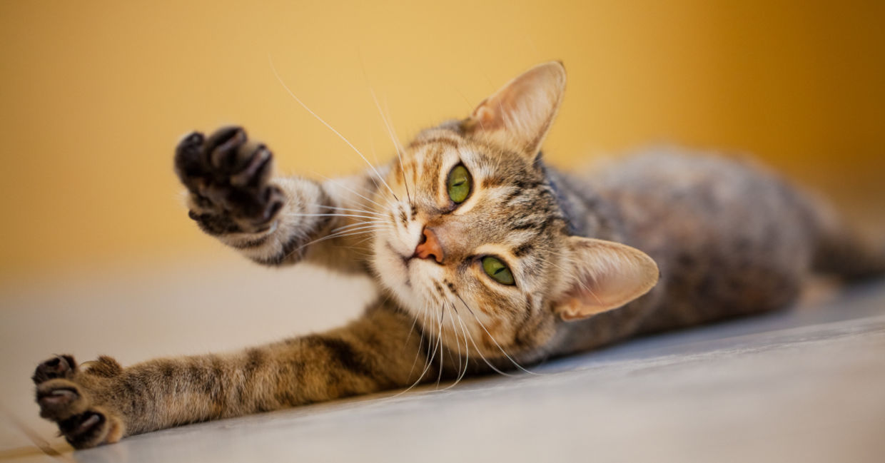 Get your morning stretches in.