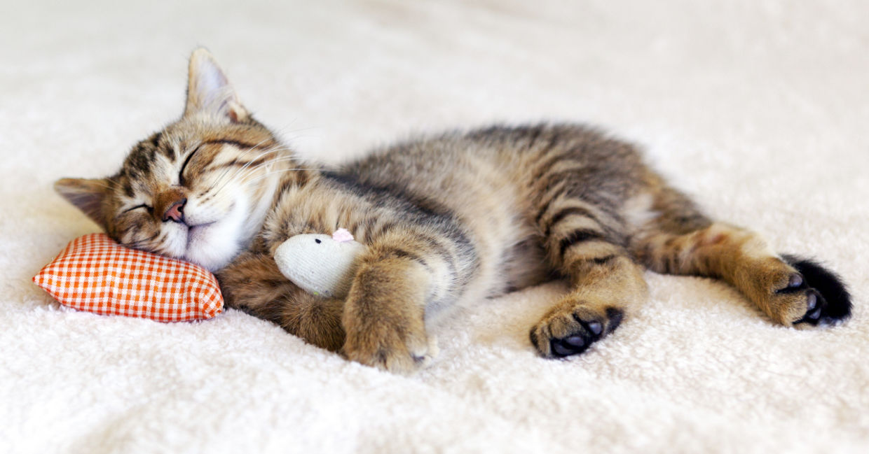 Cat naps are good for you.