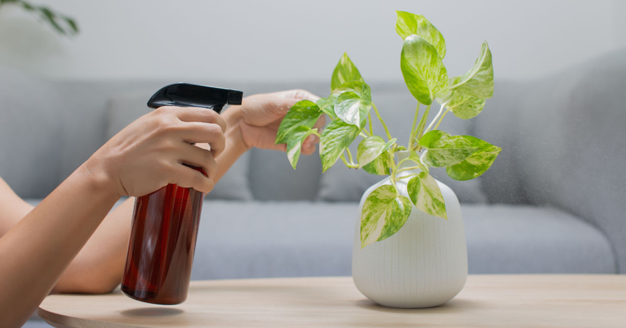 The money plant must be watered frequently.