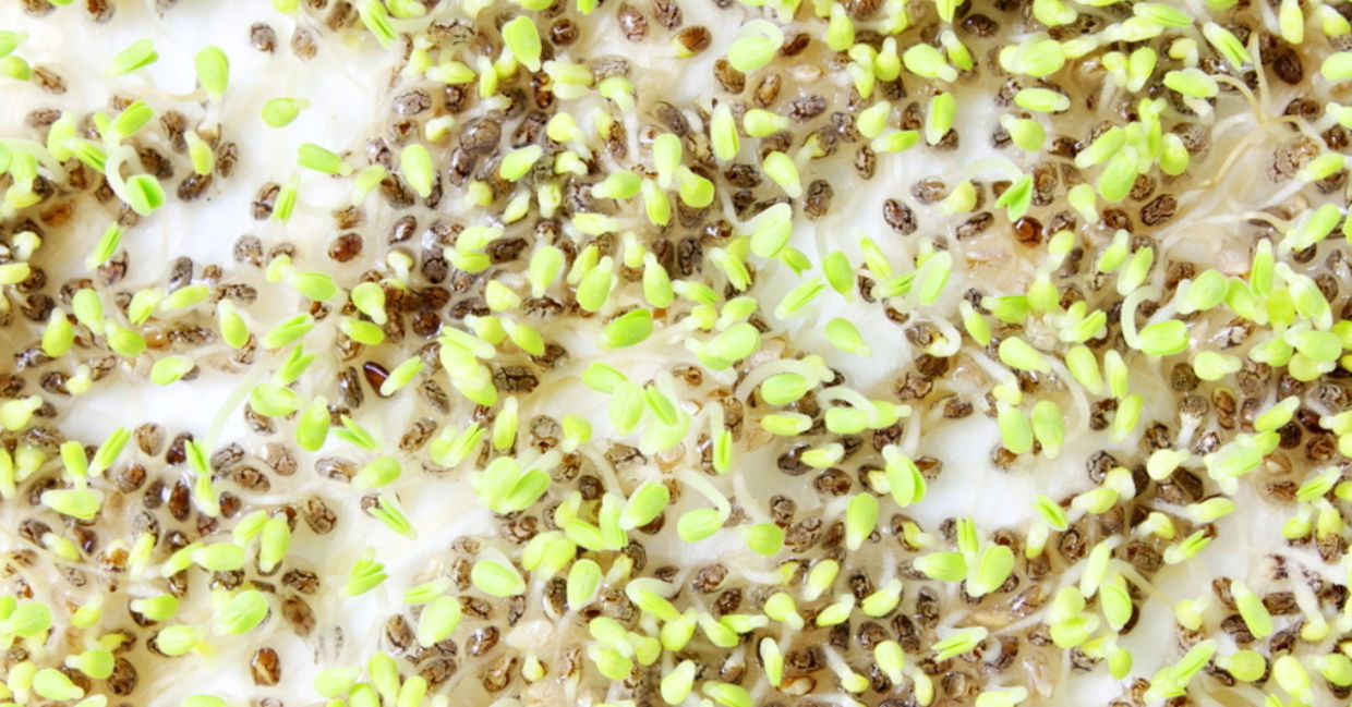 Freshly sprouted chia seeds.