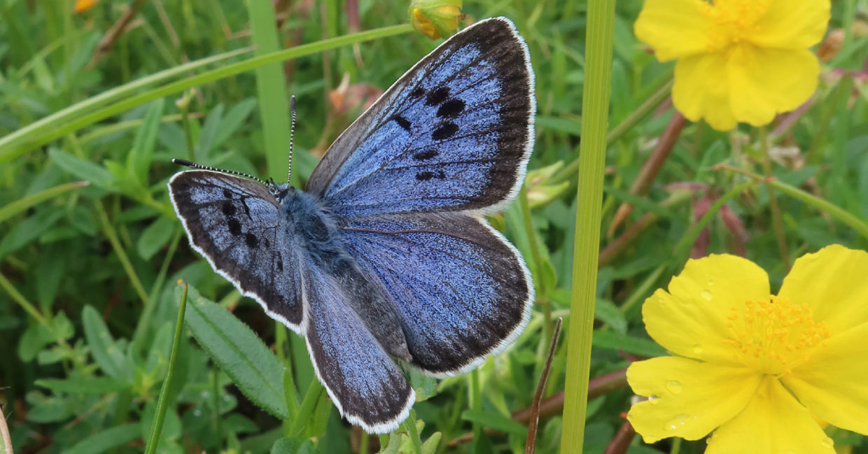 Large blue butterfly is basking among Rockrose in a new colony.