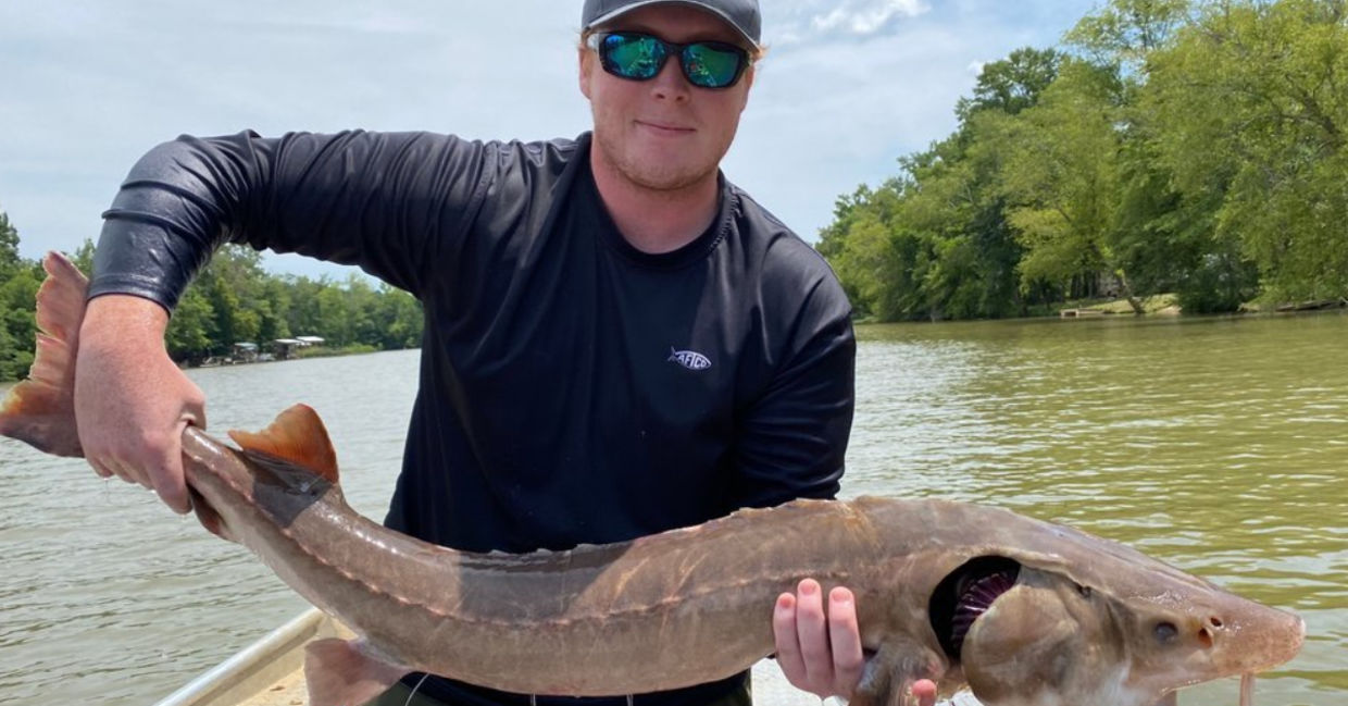 A mature lake sturgeon found in Georgia's Coosa River.