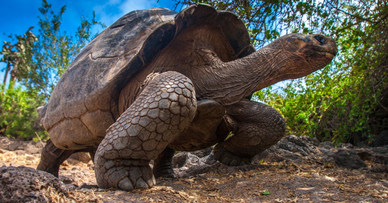 Galapagos Tortoise.