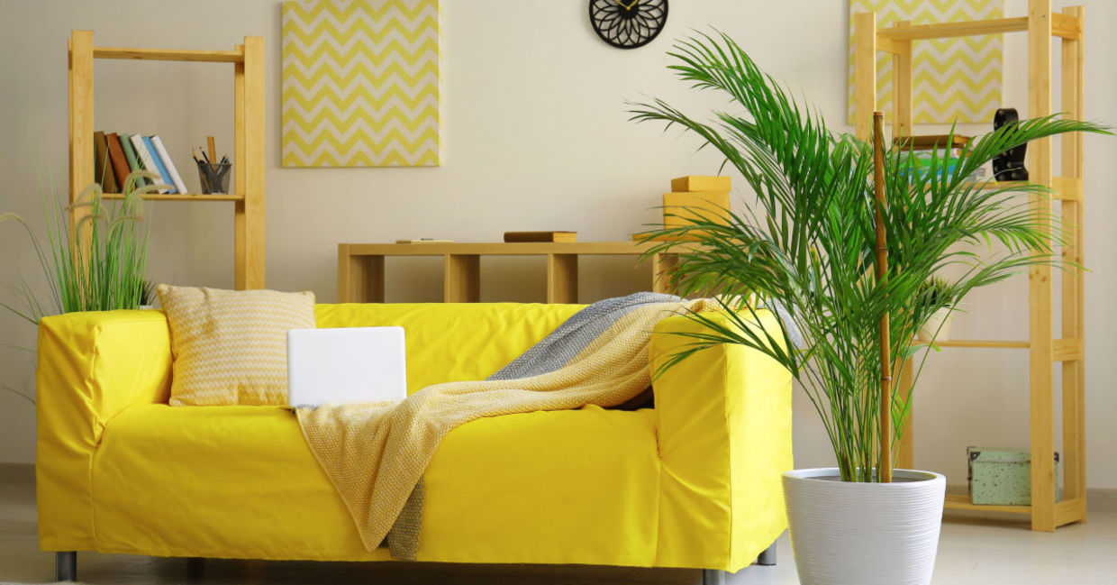 One of the best air purifying houseplants.