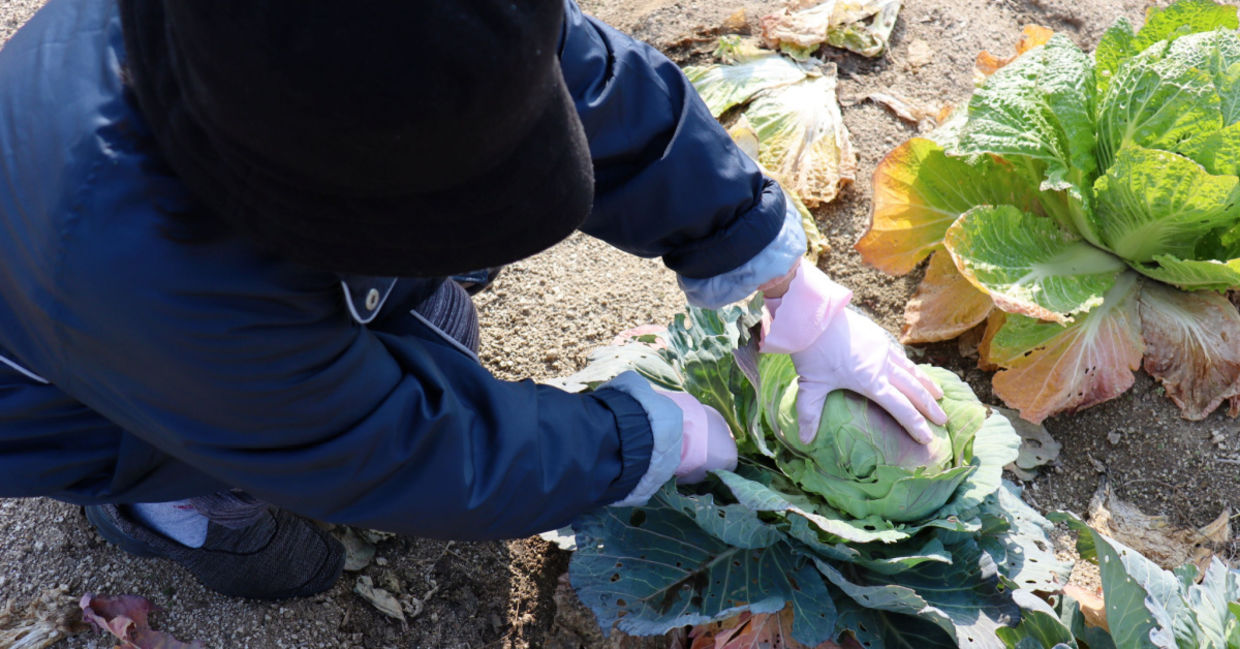 Harvesting cold ball cabbage.
