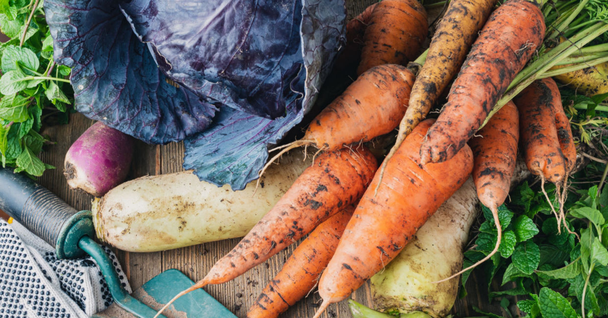 Carrots and other winter vegetables