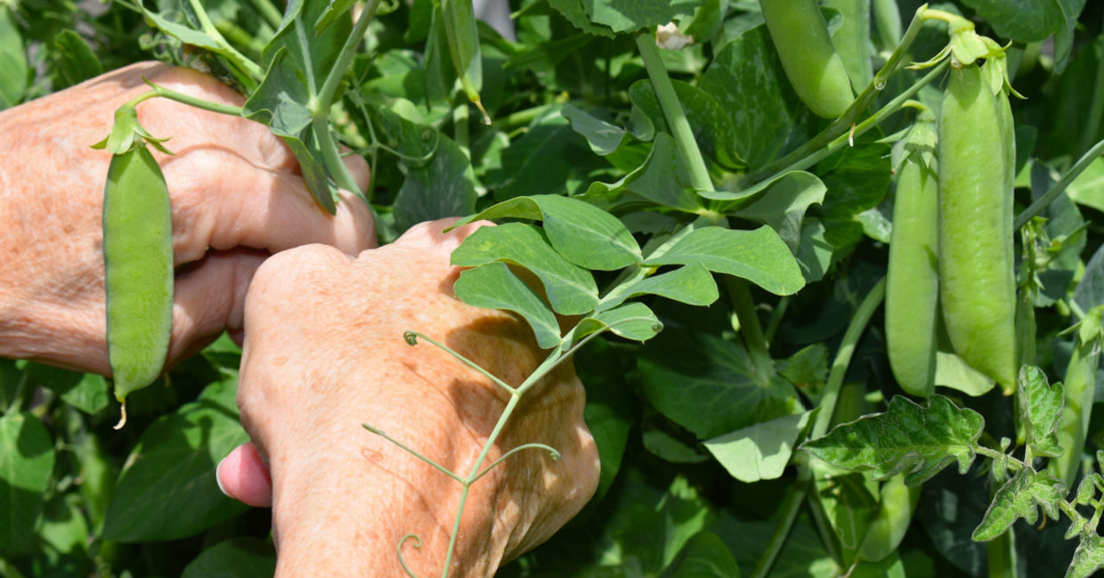 Picking English peas.