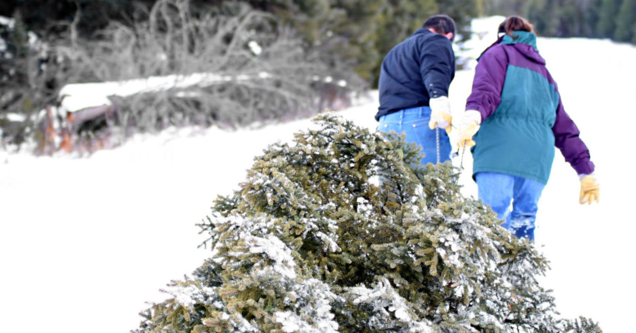 Bringing home the Christmas tree.