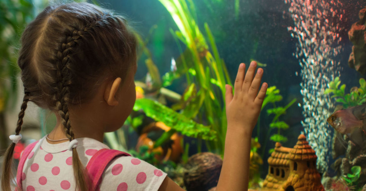 Girl watching fish swim in a  home aquarium.