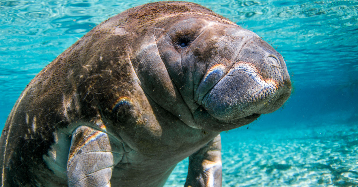 Manatee.