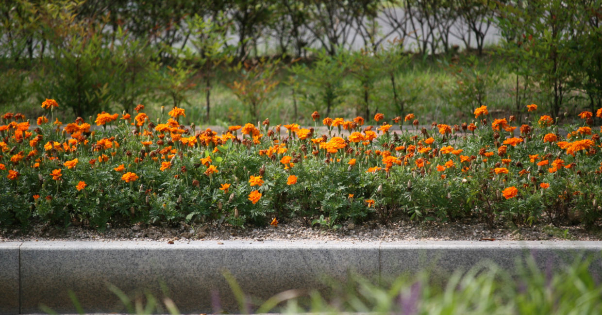 Flowers in the park.