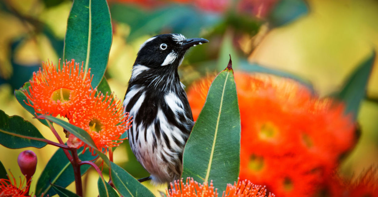 New Holland Honeyeater.