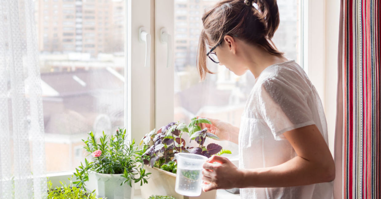 Woman watering houseplants .