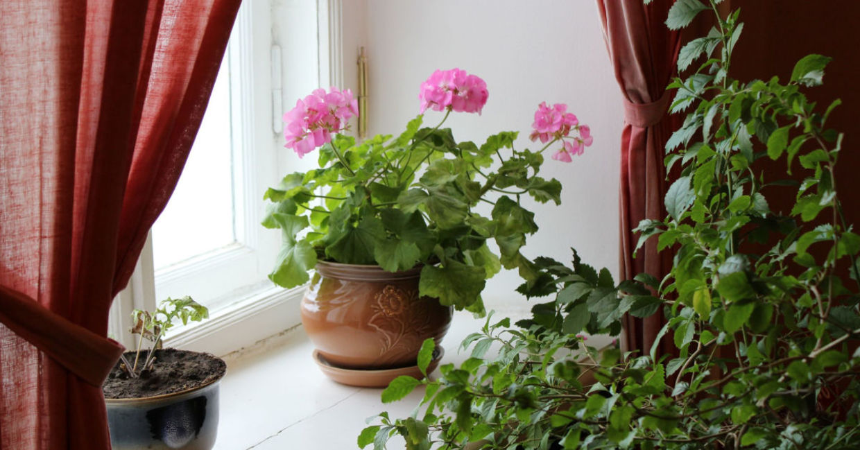 Inside potted geraniums.