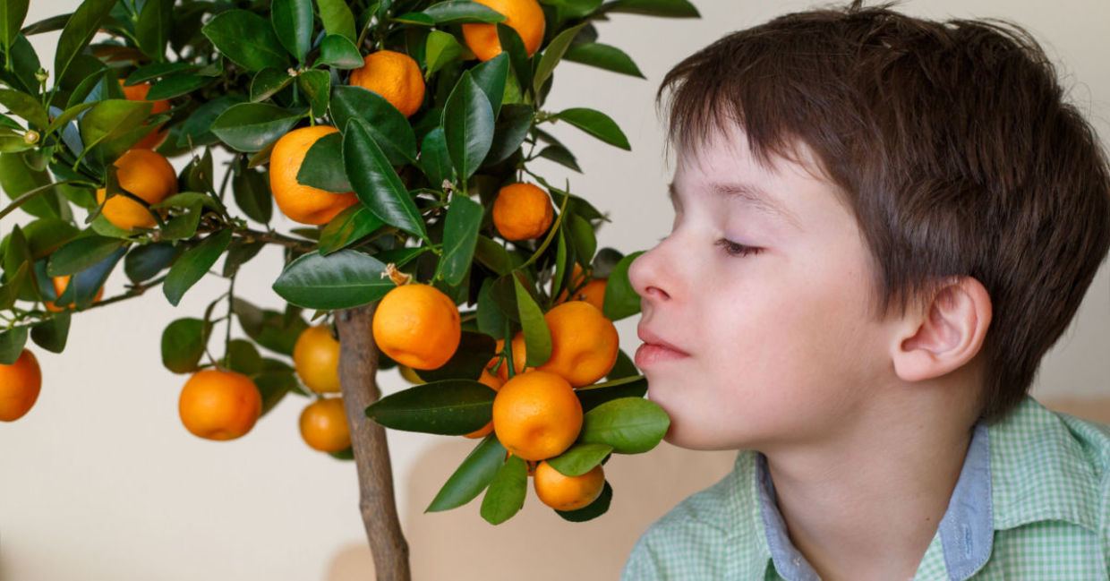 Indoor orange tree.