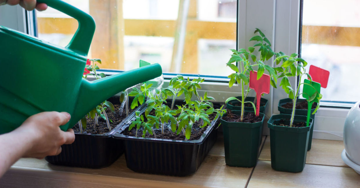 Taking care of an indoor herb garden.
