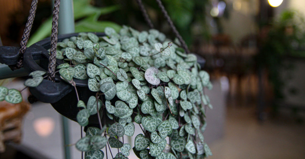 A beautiful string of hearts houseplant.