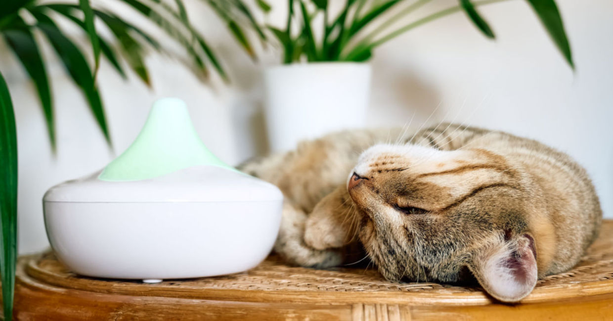 Essential oil diffusers freshen the air in your home naturally.