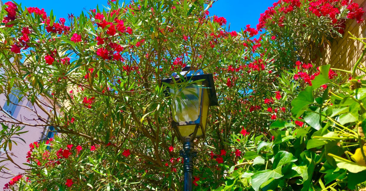 Blooming trees in the city.