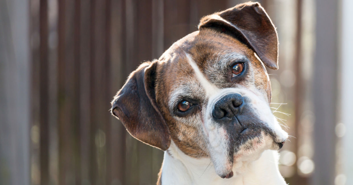 Cute senior boxer dog.