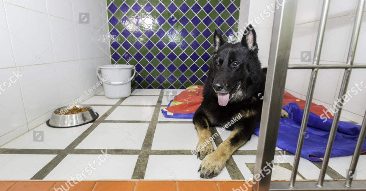 Keep shelter pets cozy with old towels and blankets.