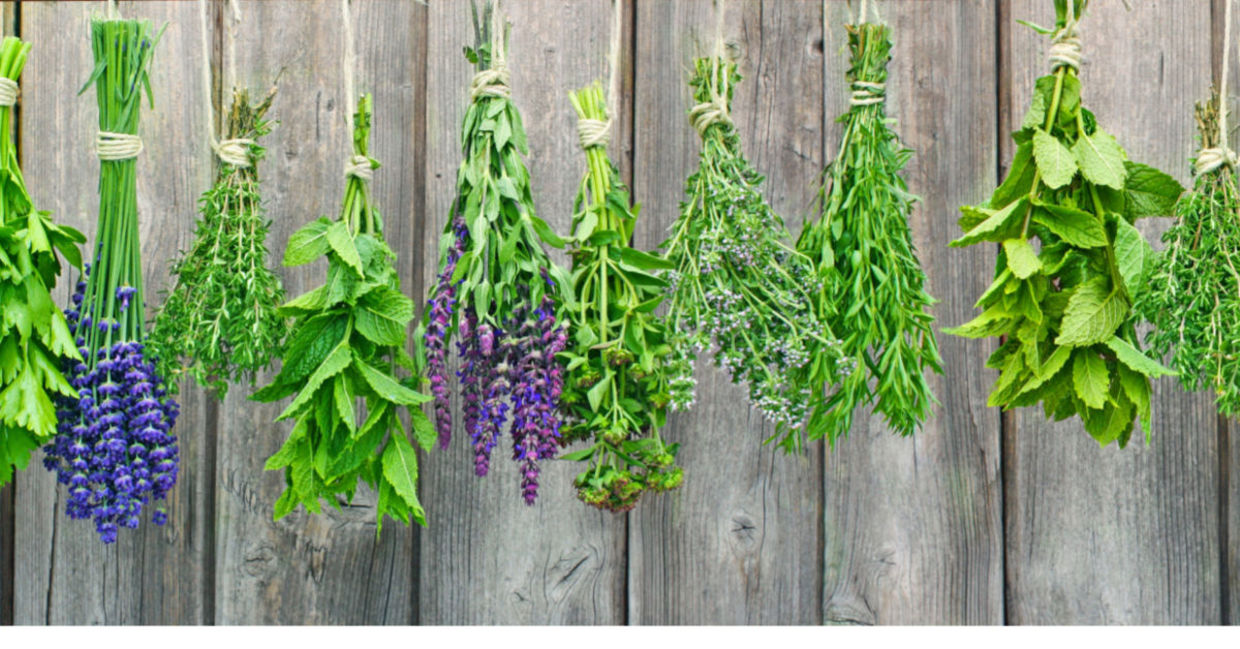 Fresh herbs hanging out to dry.