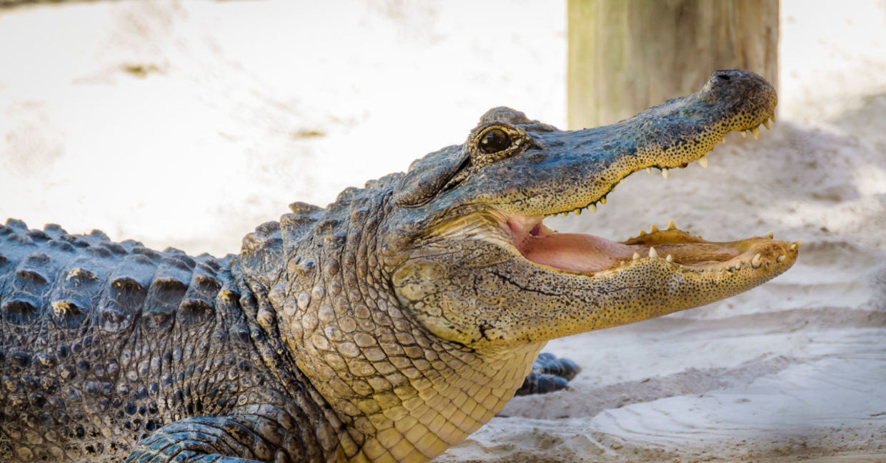 Alligators are thought to bring good fortune.