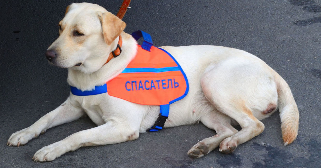 A search and rescue dog.