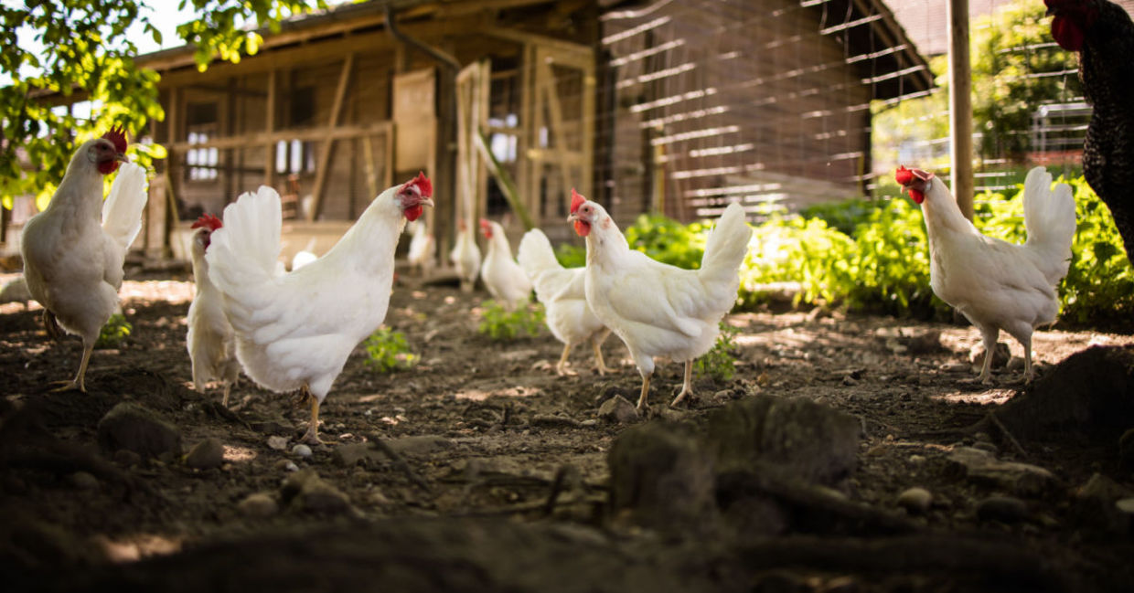 Free-range chickens in a permaculture-style garden.