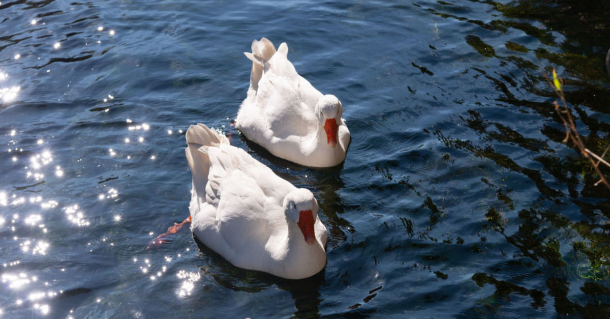 A pair of geese enjoying the water.