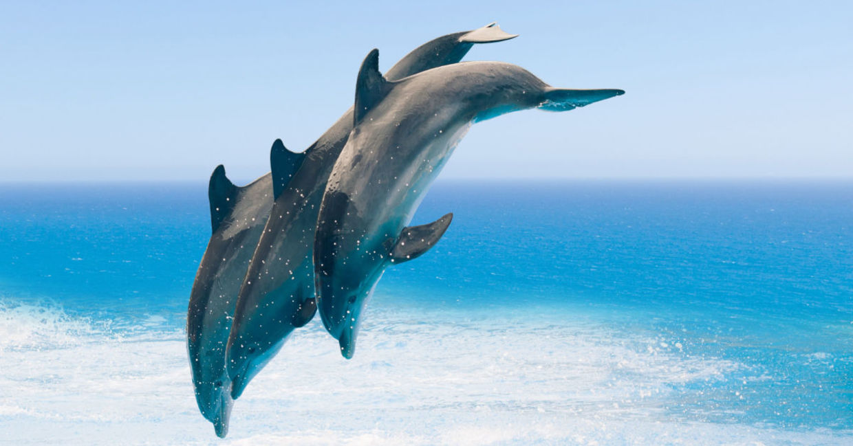 Dolphins jumping in the sea.