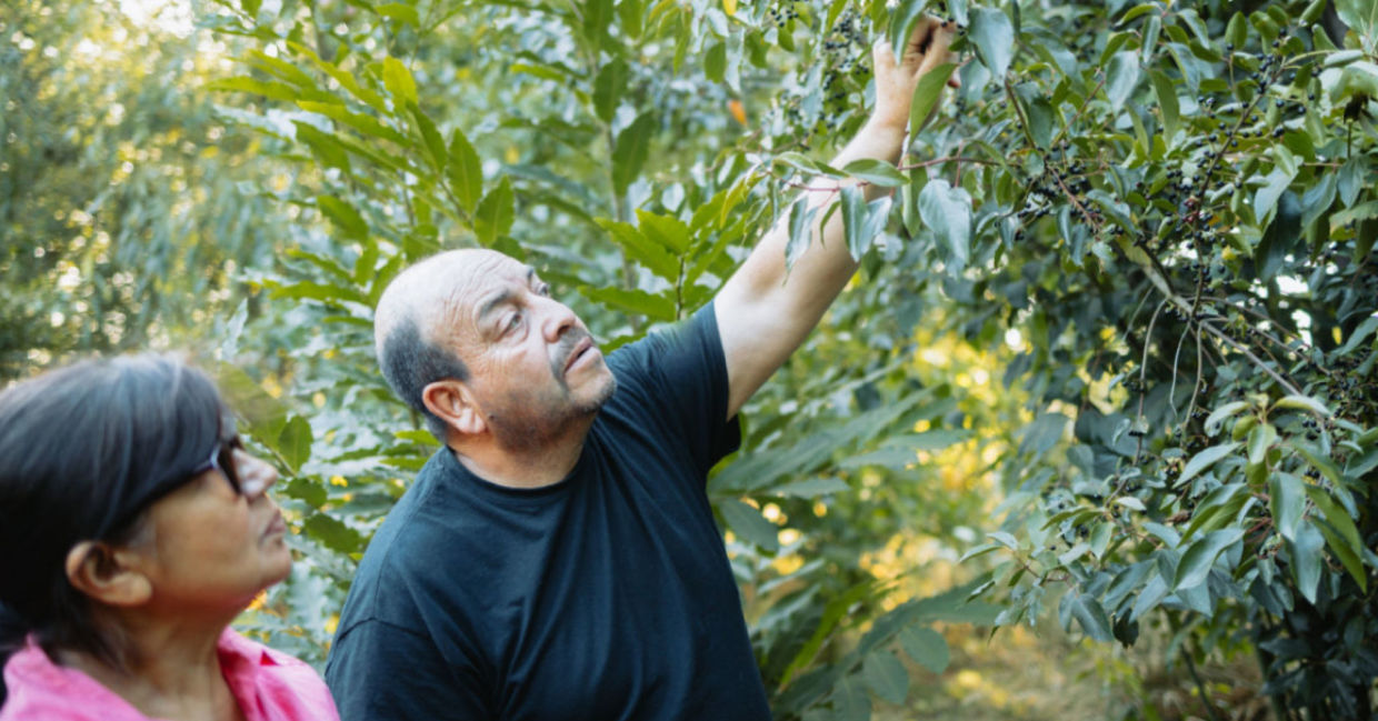 Picking maqui berries.
