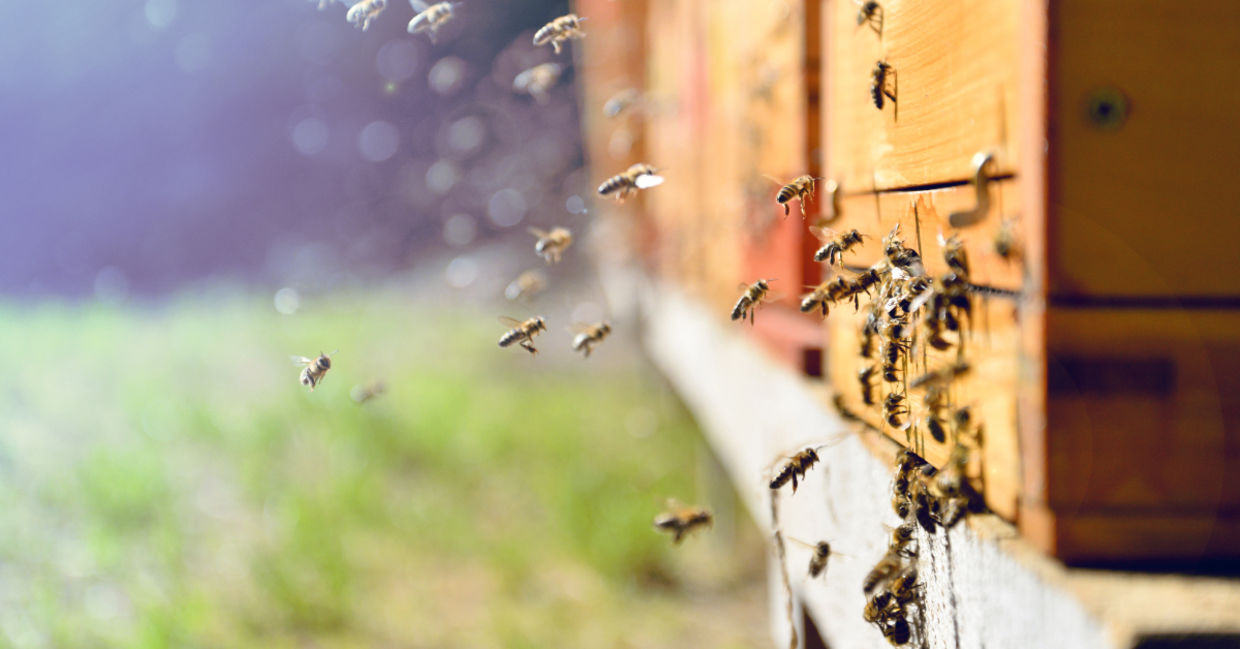 Bees are endangered.